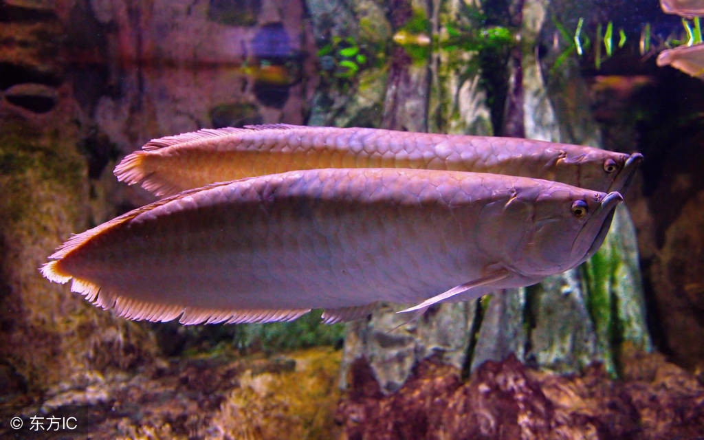 六角龙鱼怎么繁殖视频,如何饲养繁殖龙鱼