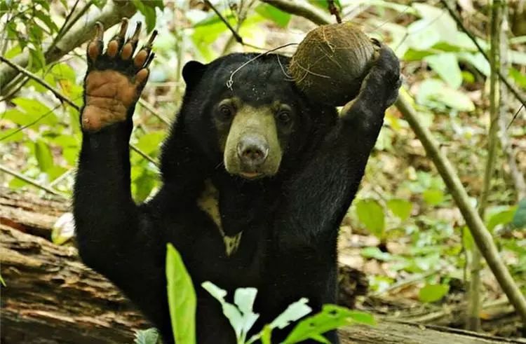 婆罗洲最神奇的探秘之旅,婆罗洲雨林探险