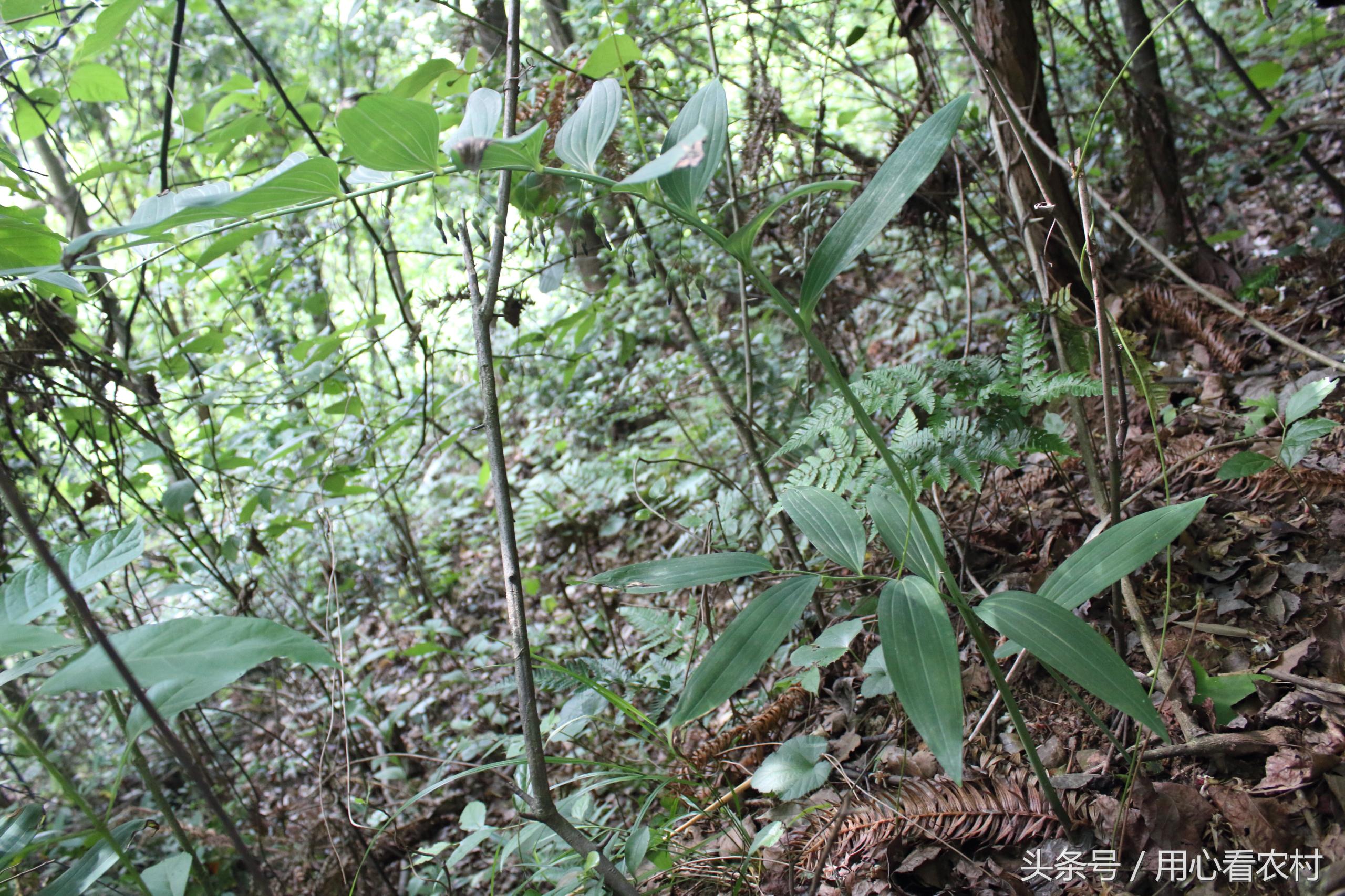 农村山上的这种草药一斤卖万元,农村草药多少钱一斤