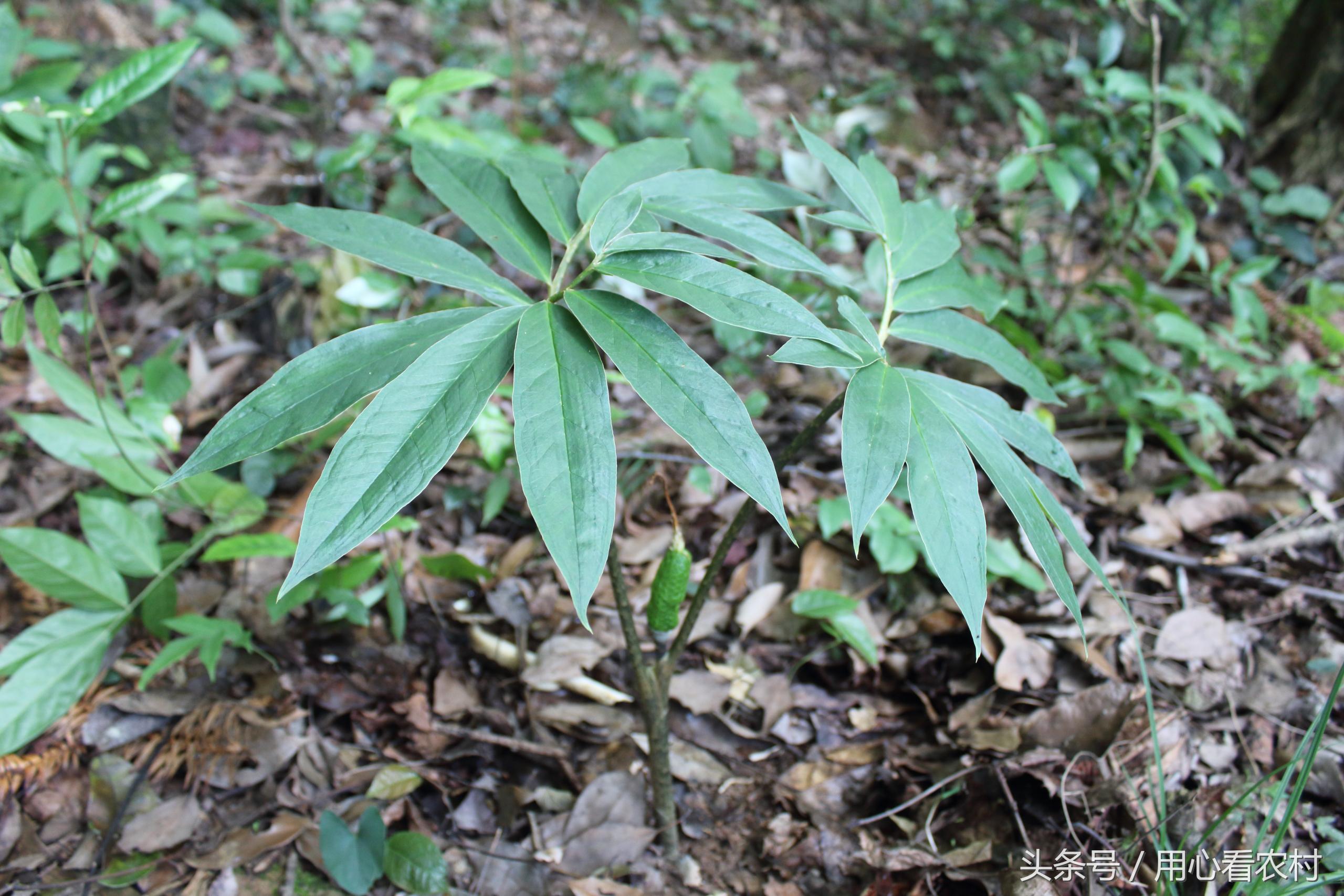 农村山上的这种草药一斤卖万元,农村草药多少钱一斤