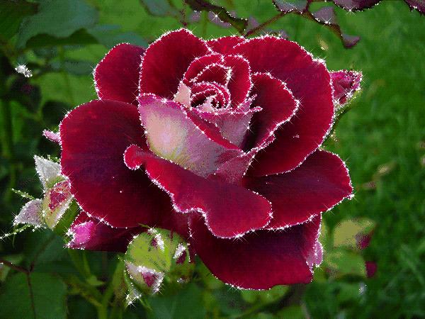 520即将来临祝你幸福快乐,今天是520祝你幸福快乐图片