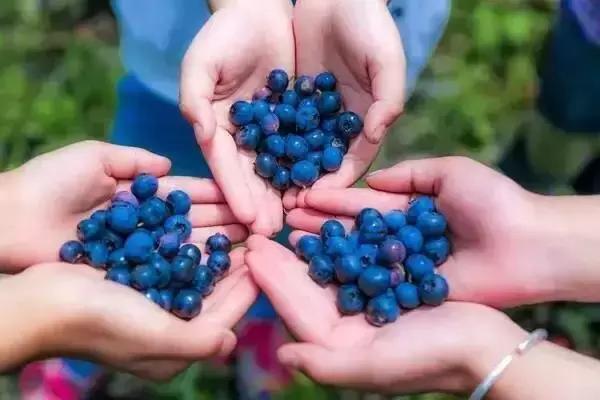 最新蓝莓采摘,蓝莓基地怎么采摘蓝莓