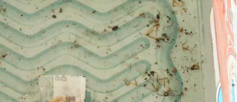 我竟然给蟑螂买了一套房子并请它喝了一罐哈尔滨？