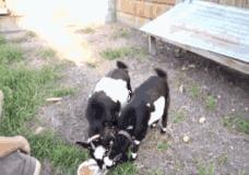 沐浴液里哪些成分是致癌的,一天只吃鸡蛋对身体有害吗