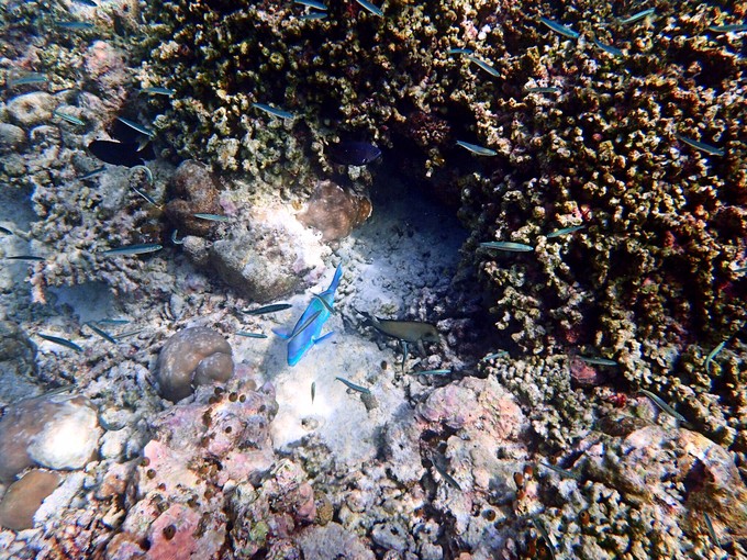 马代有毒，去过就停不下来~马尔代夫奥臻岛ozen