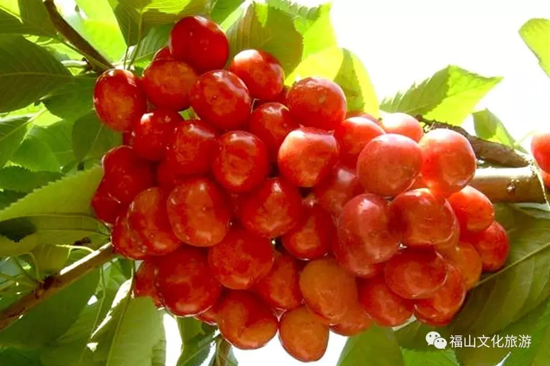 2020年烟台大棚樱桃采摘,最美樱桃季烟台露天大樱桃采摘啦