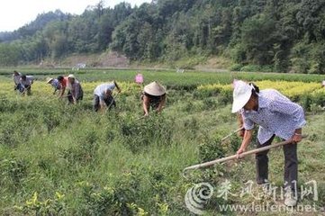 澶╃劧瀵岀榛勯叜钘よ尪,钘よ尪榛勯叜鐨勪綔鐢ㄤ笌鍔熸晥