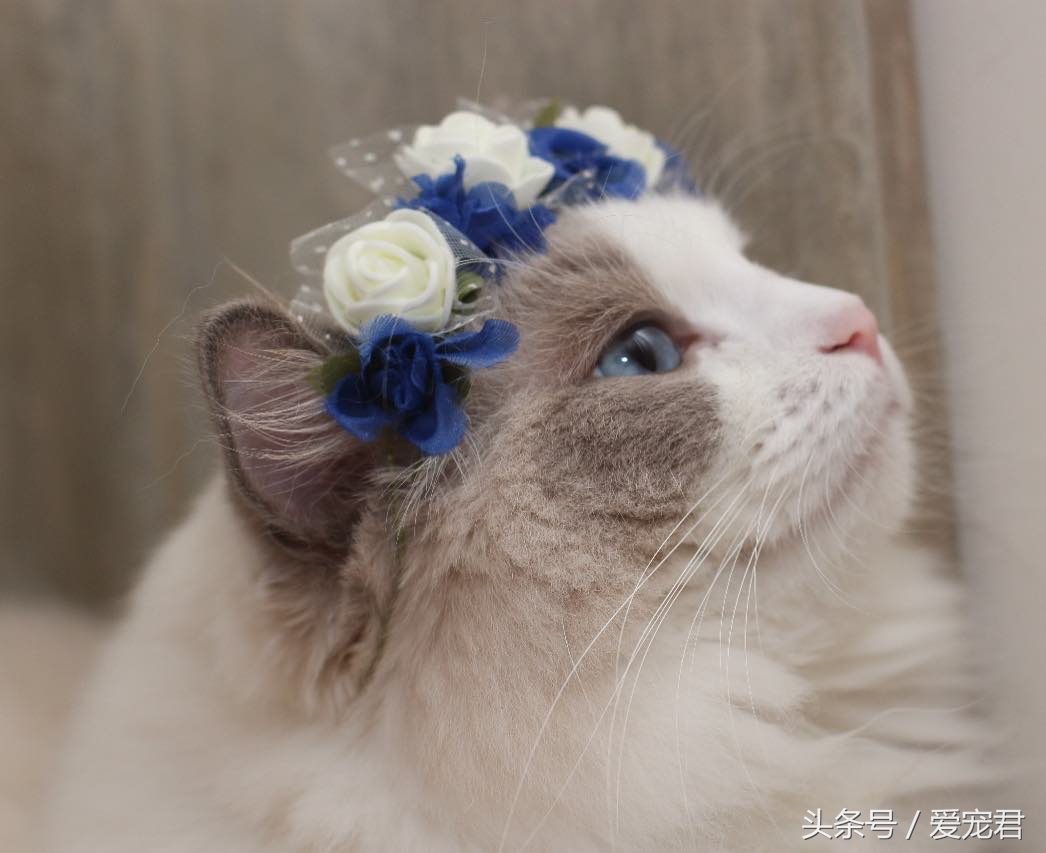 猫咪指甲挠人怎么办,一定要定期修剪猫咪的指甲