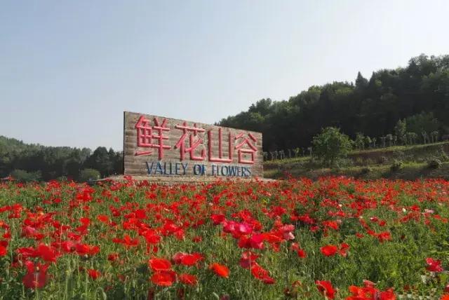 金堂鲜花山谷风景区门票多少钱,鲜花山谷金堂