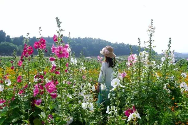 金堂鲜花山谷风景区门票多少钱,鲜花山谷金堂