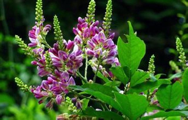 妇科病宫颈癌都什么不能吃,妇科炎症避免吃什么