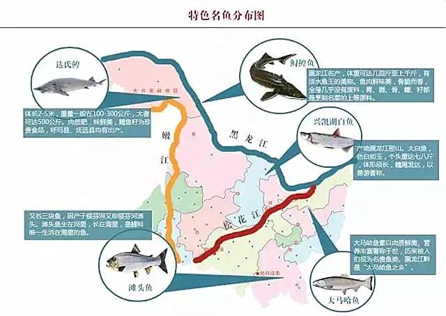 中国黑龙江的鳇鱼,探秘黑龙江鳇鱼