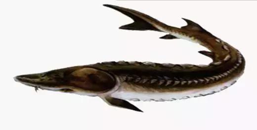 鲟鳇鱼黑龙江纯野生,黑龙江原来最大的鱼鳇鱼