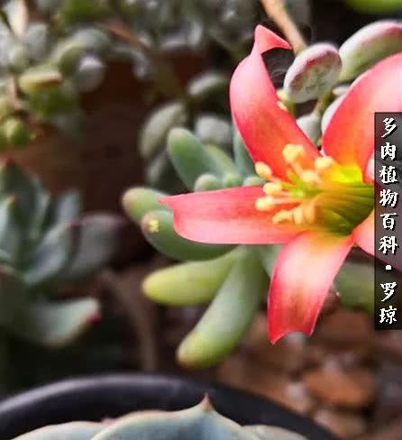 我的爱多肉原版视频,多肉我的一生所爱原版