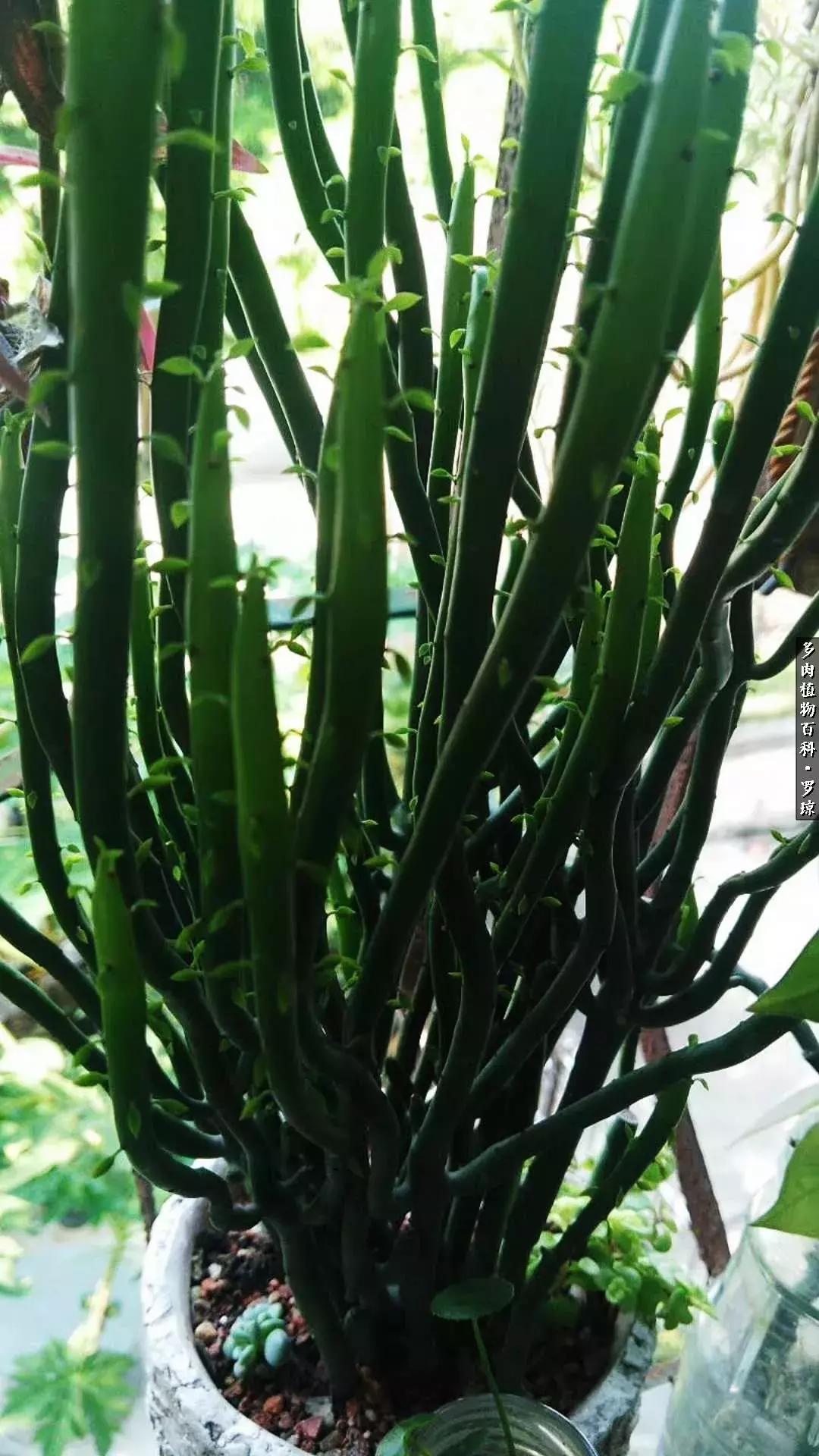 我的爱多肉原版视频,多肉我的一生所爱原版