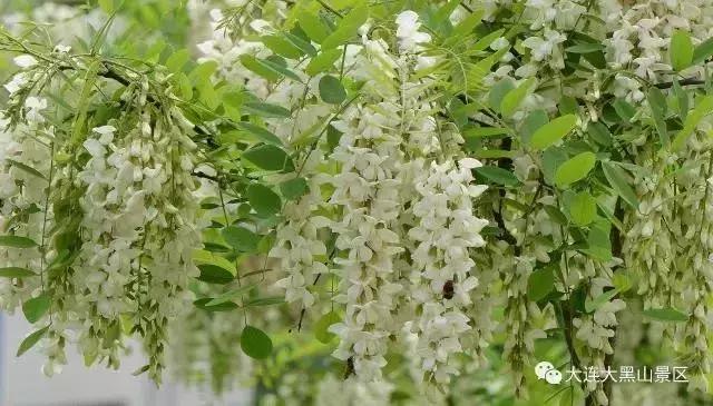 大连周边最佳赏槐地美的让人窒息