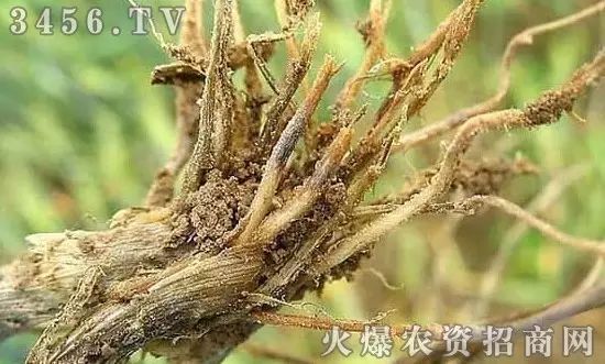 地下害虫的主要防治措施是什么,地下害虫和地面害虫怎样防治