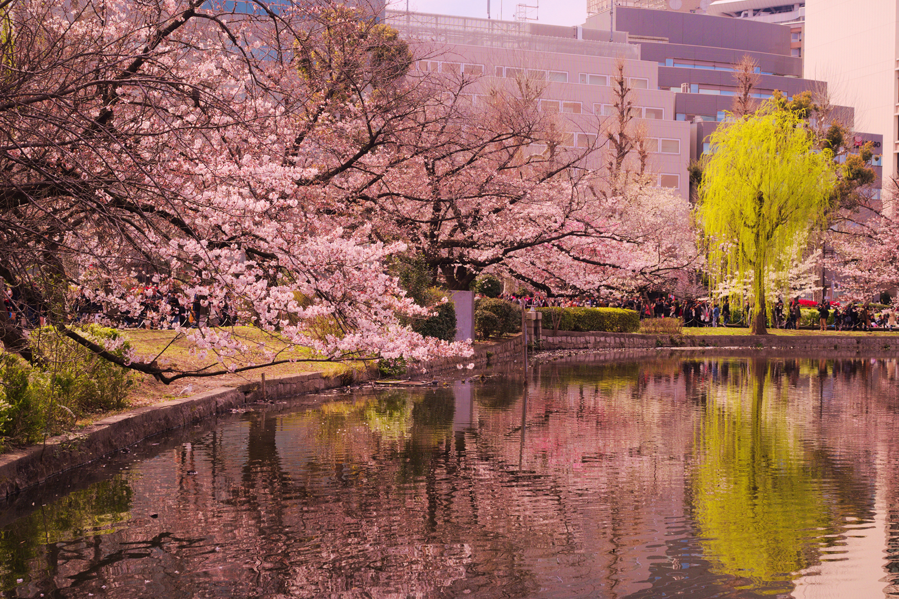 永川野生动物园亚洲最大,南京红山森林动物园亚洲虎