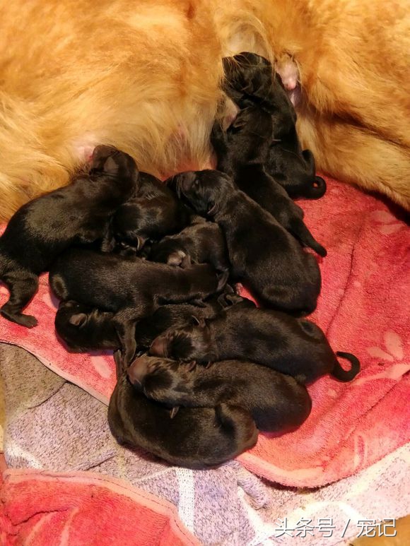 金毛被欺负再养一只,金毛被小狗欺负