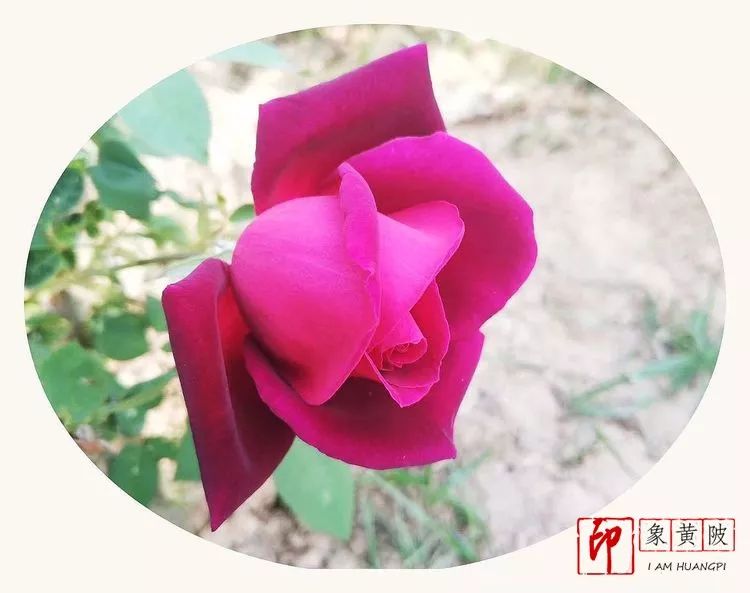 黄陂好景何处觅，火塔公路几十里