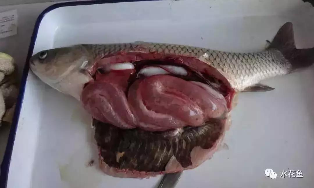 鱼类败血症,鱼病毒性败血症