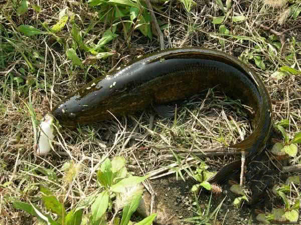 废弃鱼塘黑鱼泛滥,农村野塘里面的黑鱼