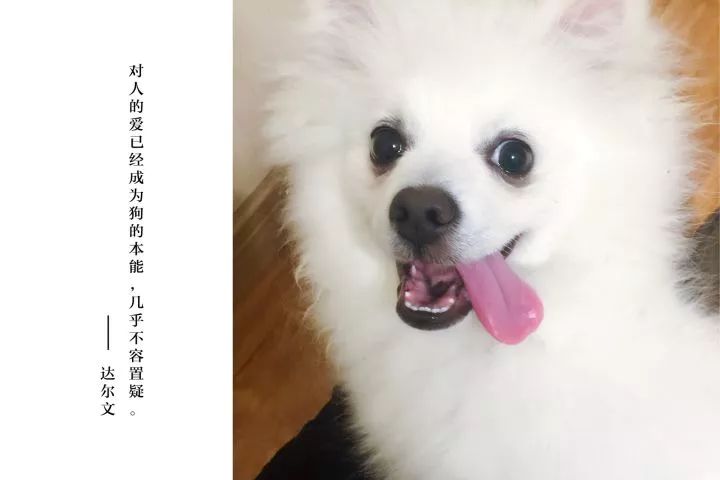 银狐犬讨人喜欢为啥养的人却不多,银狐犬为什么很少人养