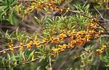 骆驼在沙漠里吃东西的视频,沙漠带刺植物骆驼吃有营养吗