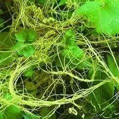 骆驼独有的营养,骆驼在沙漠吃食物视频