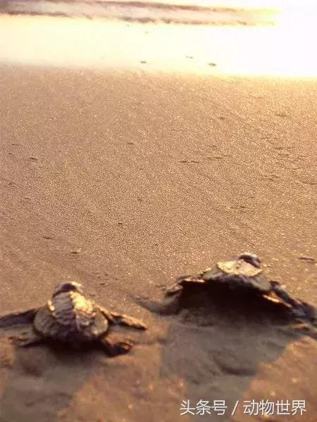 世界海龟日古老的爬行动物,世界海龟日它们奔赴星辰大海