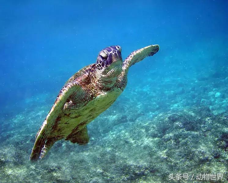 世界海龟日古老的爬行动物,世界海龟日它们奔赴星辰大海