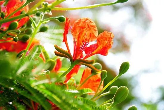 南国有嘉木出处,南国有佳人