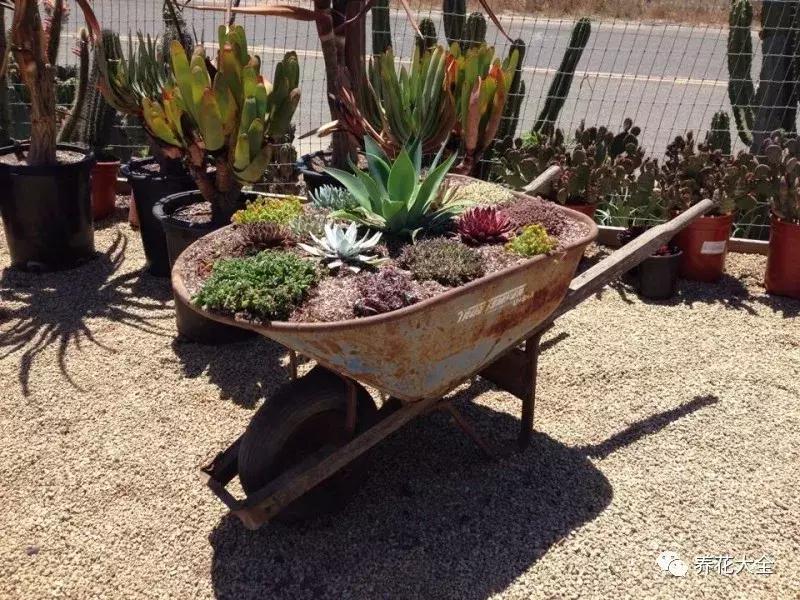 老外私家花园景观,国外多肉花园