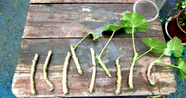 繁殖花卉不用愁，这6种花修剪下来的枝条就可以，一次繁殖多盆！