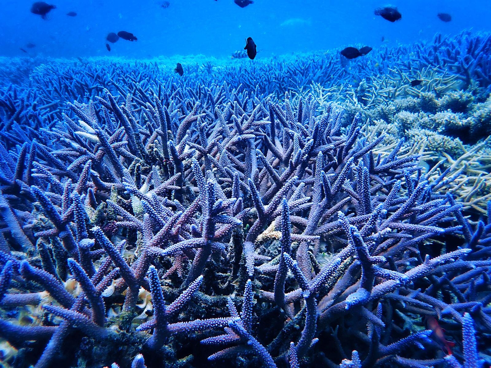 海岛国家｜帕劳最经典的浮潜点也是最值得一去的地方！