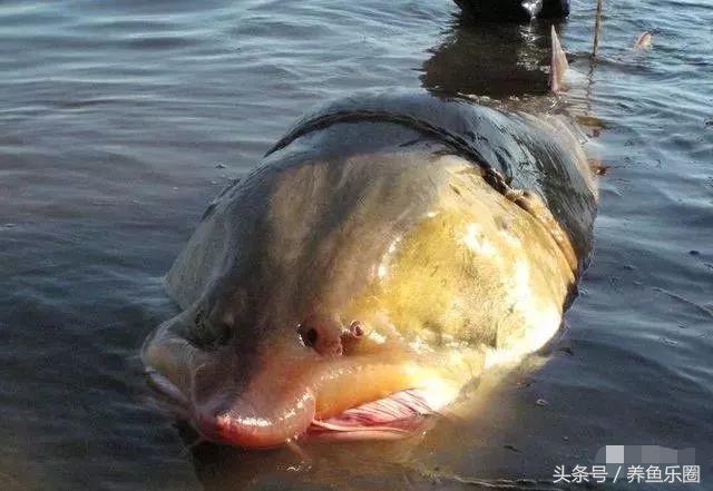 最大鳇鱼有多大图片,大鳇鱼1030斤现状