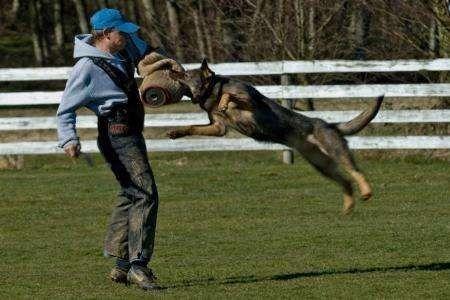 入室盗窃被狗咬死的狗狗没事吧,盗窃被狗咬死后续狗狗怎么样了