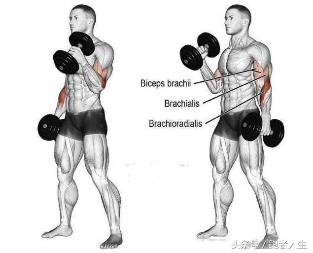 胳膊上肥肉怎么减最快,如何瘦手臂和肩部赘肉