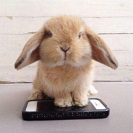 小兔子的微表情文字,小兔子表情怎么弄