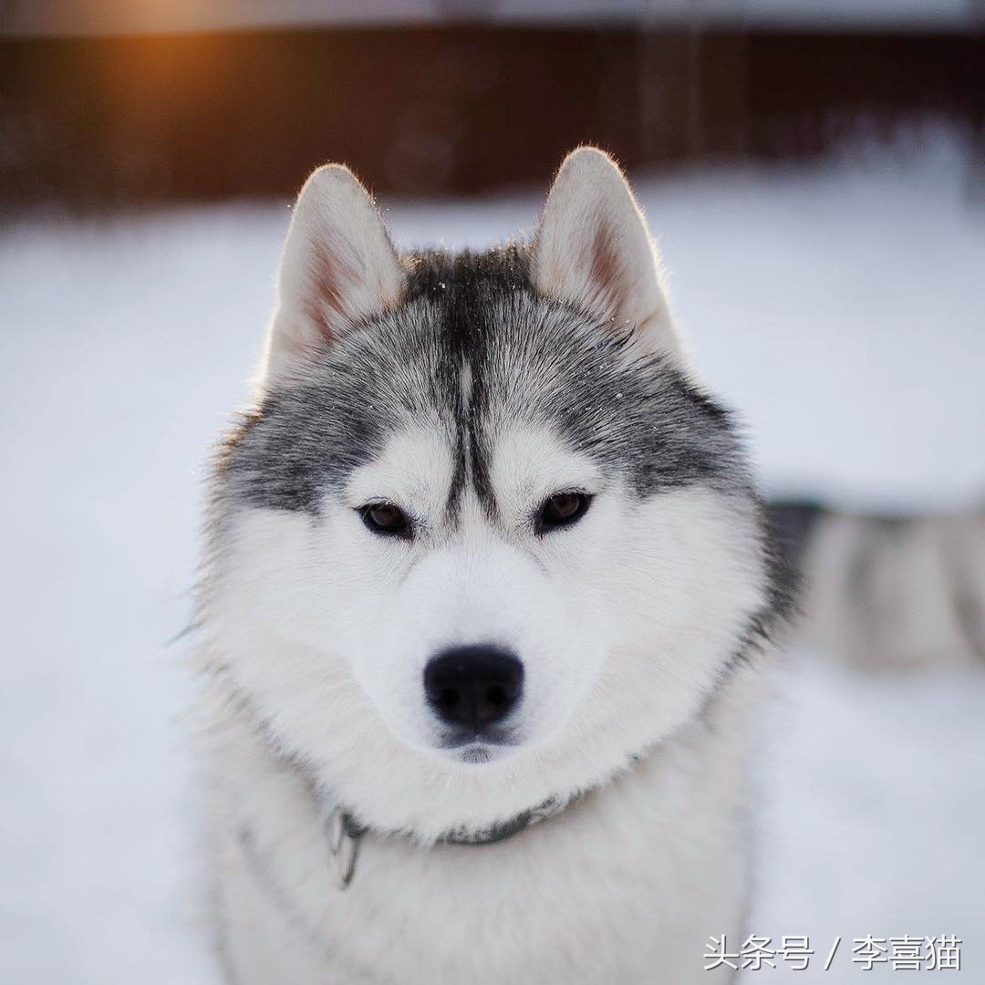 二哈界的一股清流，长相这么眉清目秀还是我熟悉的那个哈士奇吗