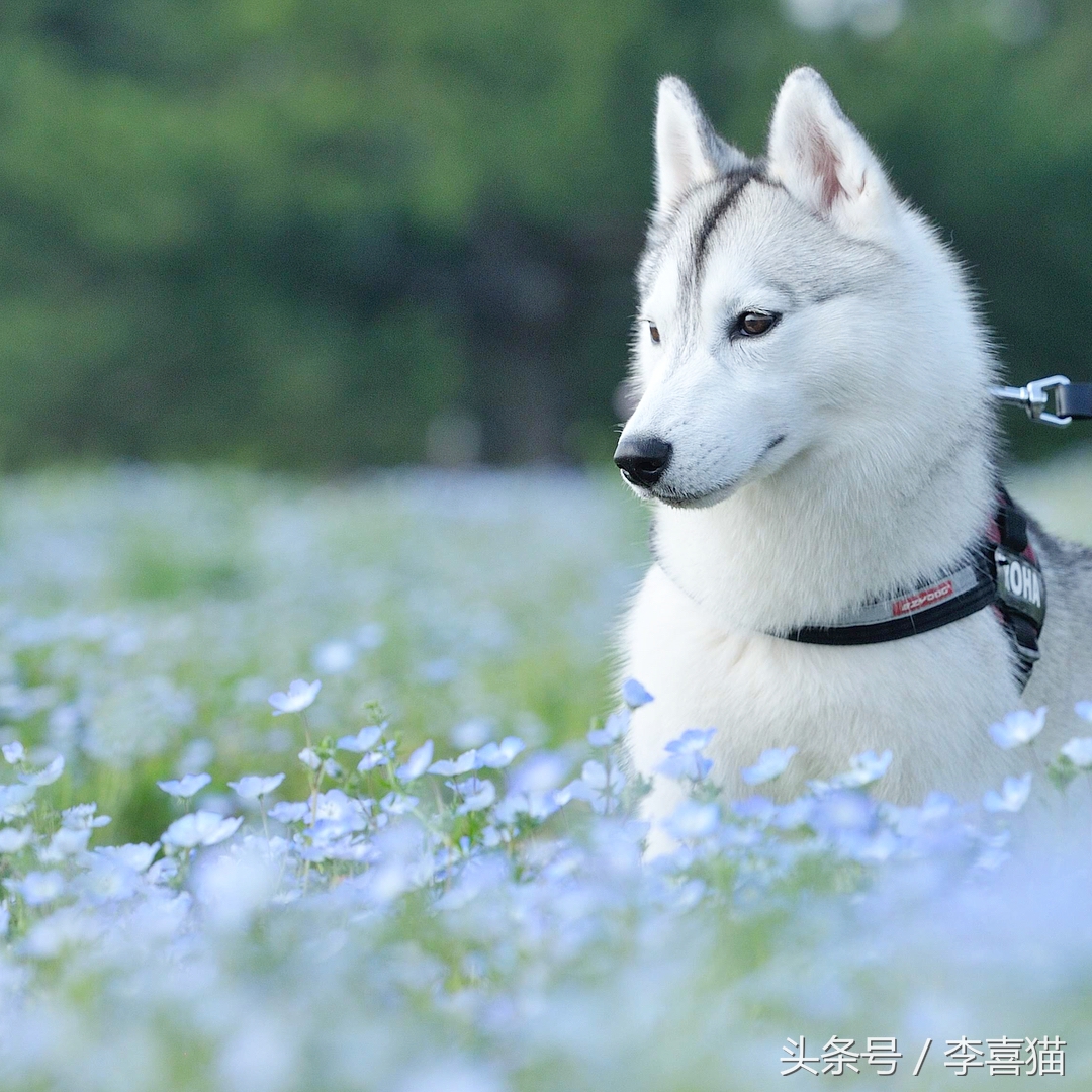 哈士奇中的高颜值存在，这清秀甜美的相貌真的是二哈界的一股清流