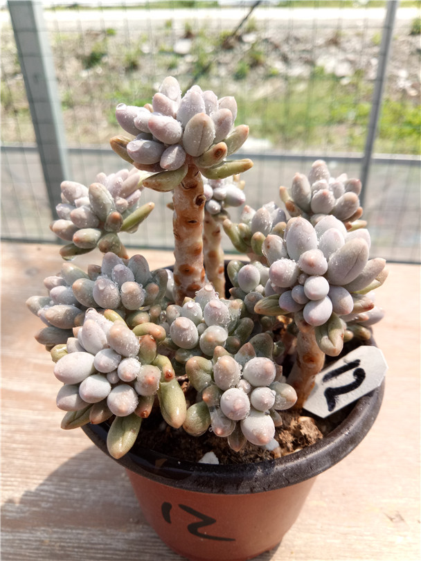 多肉树,多肉树杈