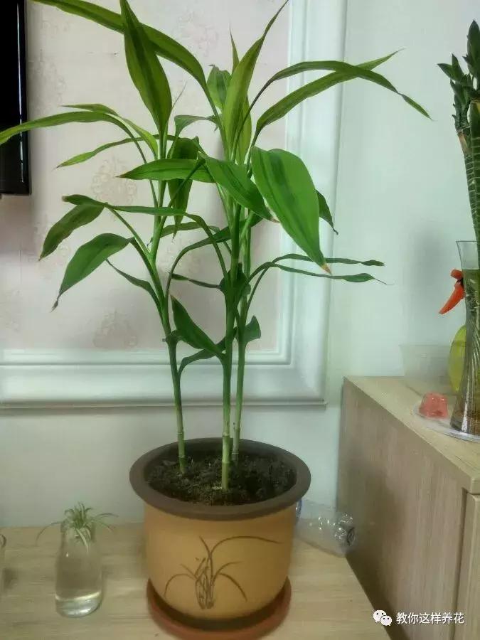 富贵竹节节高黄叶怎么办,节节高富贵竹枯萎黄叶