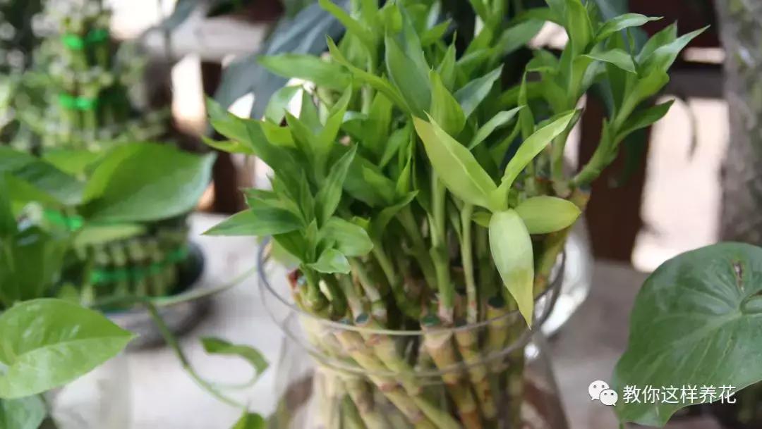 富贵竹叶子发黄喷营养液,富贵竹一浇水叶子就蔫
