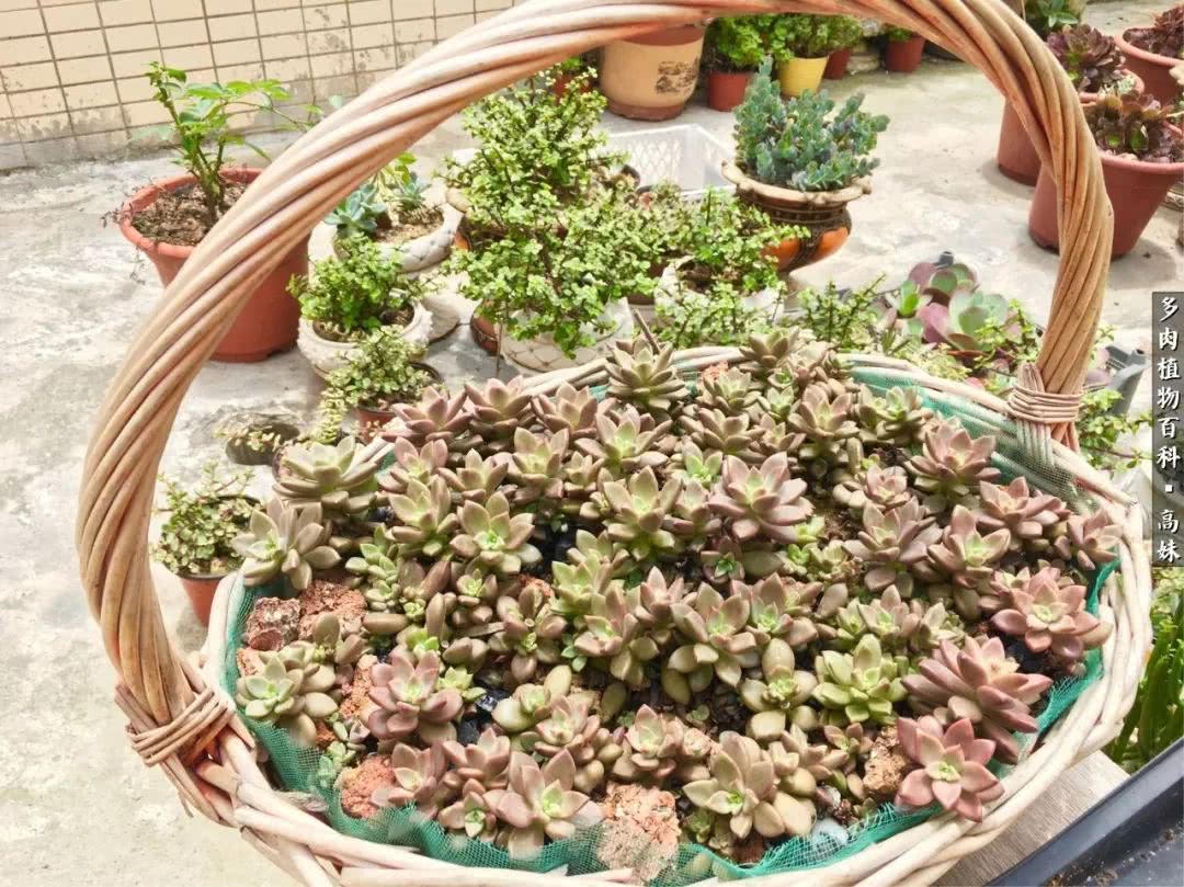 90张多肉图片——纪念入坑两周年！