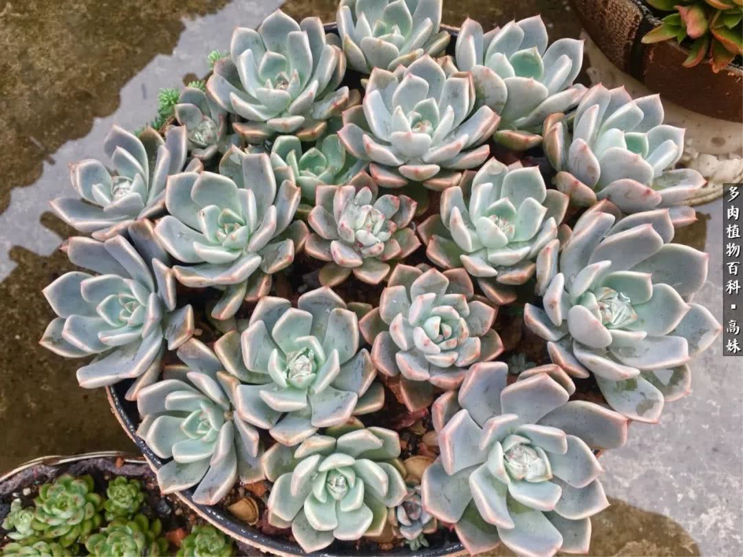 90张多肉图片——纪念入坑两周年！