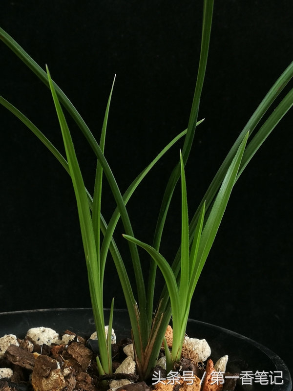 种兰花茎腐病,新栽兰花茎腐病和软腐病多久出现