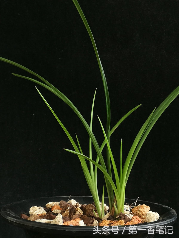 种兰花茎腐病,新栽兰花茎腐病和软腐病多久出现