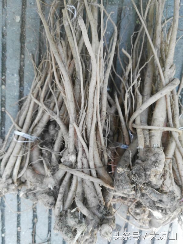 神奇的“黑根”,德昌端午节寻常百姓家药膳必备