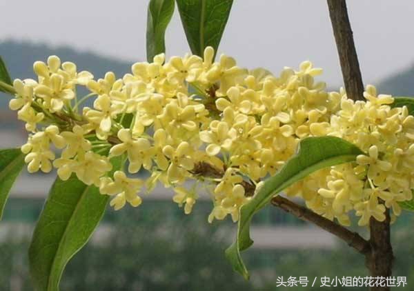 养花每个月都要施肥吗,养花三个月注意事项有哪些